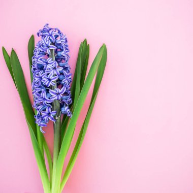 Mavi sümbül. Çiçek arka plan