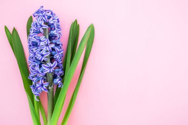 Mavi sümbül. Çiçek arka plan