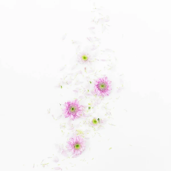 Beautiful  flowers on white background — Stock Photo, Image