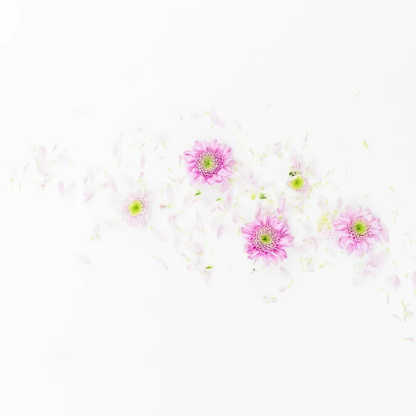 Beautiful  flowers on white background — Stock Photo, Image