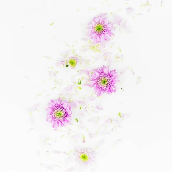 Beautiful  flowers on white background — Stock Photo, Image