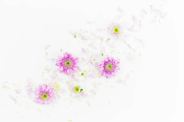 Beautiful  flowers on white background — Stock Photo, Image