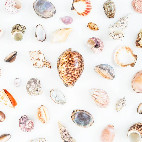 Různé mořské mušle na bílém — Stock fotografie