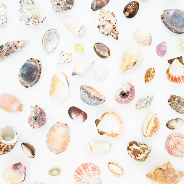 Various sea shells on white — Stock Photo, Image