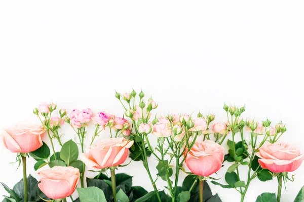 Rosas cor-de-rosa em branco — Fotografia de Stock