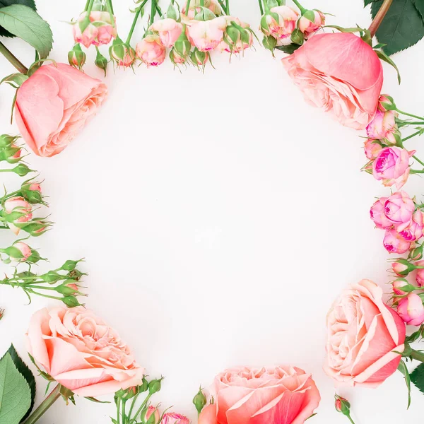 Rosas cor-de-rosa em branco — Fotografia de Stock