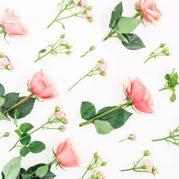 Rosas rosadas sobre blanco —  Fotos de Stock