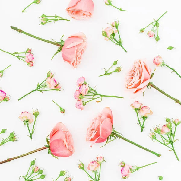 Mawar merah muda di putih — Stok Foto