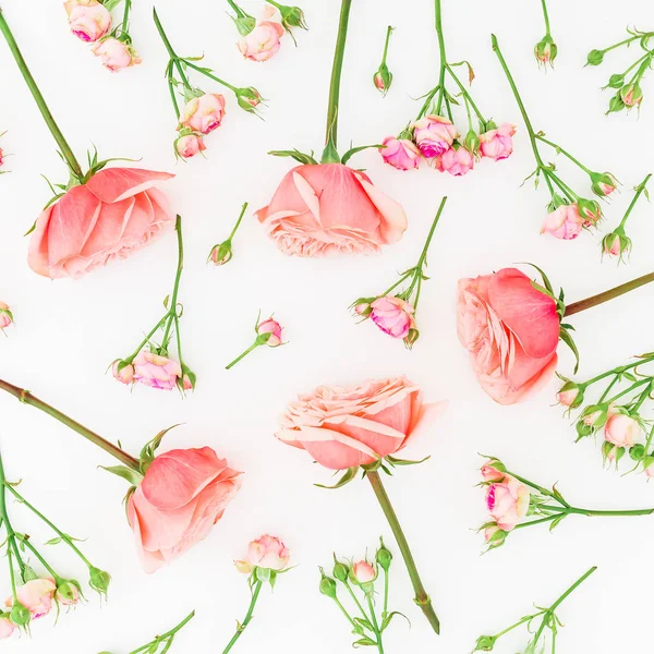 Rosas rosadas sobre blanco — Foto de Stock