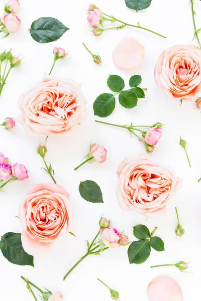 Rosas rosadas sobre blanco —  Fotos de Stock