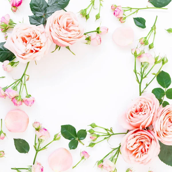 Roze rozen op wit — Stockfoto