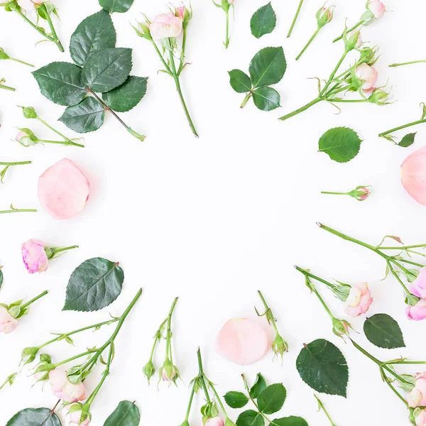 Rosas rosadas sobre blanco — Foto de Stock