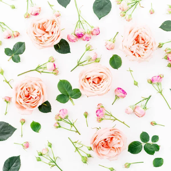 Розовые розы на белом — стоковое фото