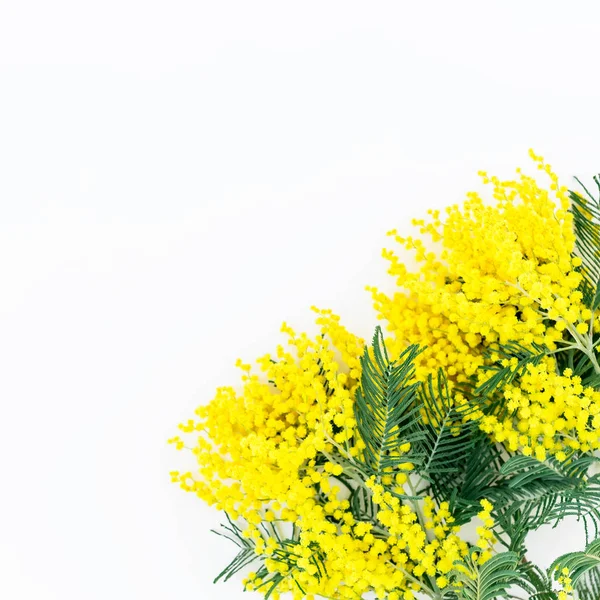 Beyaz arkaplanda mimoza çiçekleri. — Stok fotoğraf