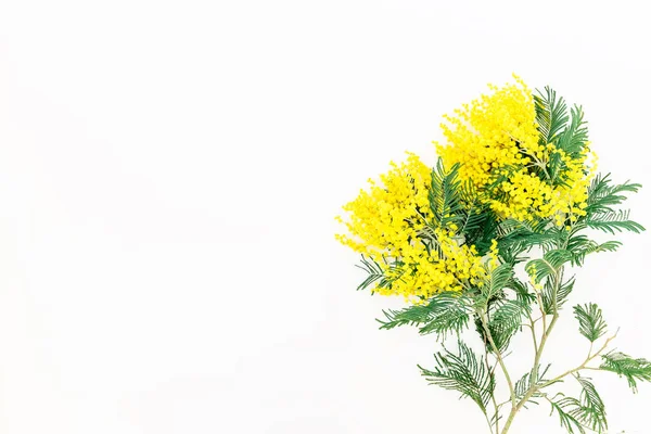 Mimosa flowers on white background. — Stock Photo, Image