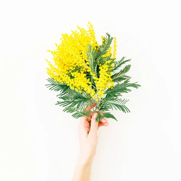 Woman holding mimosa flowers — Stock Photo, Image