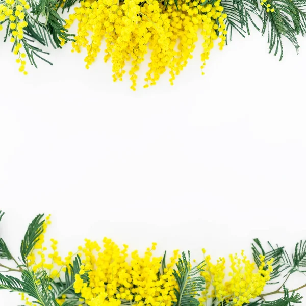 Fiori mimosa su sfondo bianco. — Foto Stock