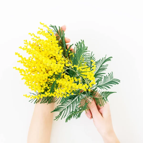 Woman holding mimosa flowers — Stock Photo, Image