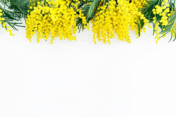 Mimosa flowers on white background. — Stock Photo, Image