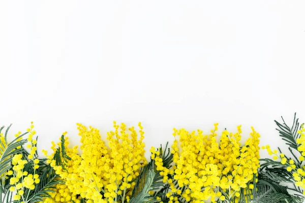 Mimosa flowers on white background. — Stock Photo, Image