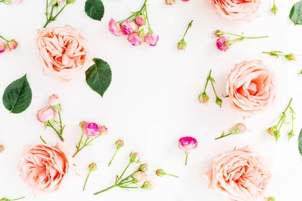 Rosas rosadas sobre blanco —  Fotos de Stock