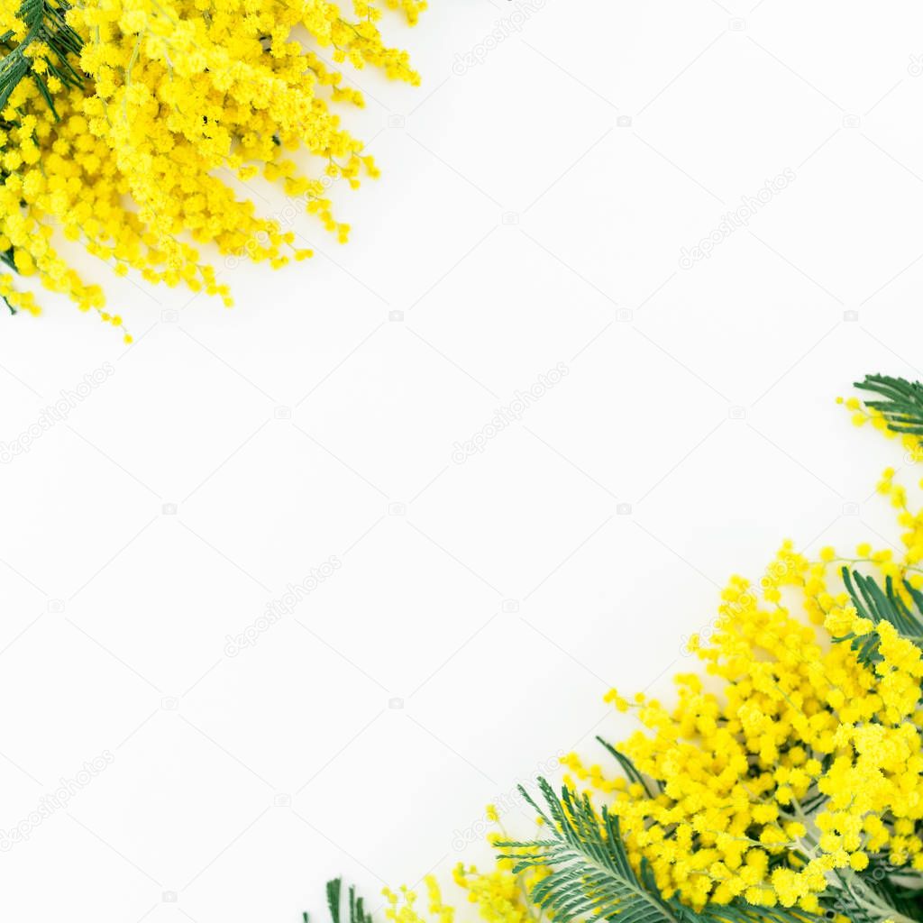 mimosa flowers on white background. 