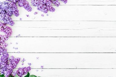 Beyaz arka plan üzerinde leylak