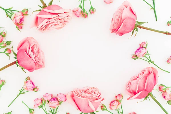 Beautiful pink  roses — Stock Photo, Image