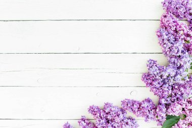 Beyaz arka plan üzerinde leylak