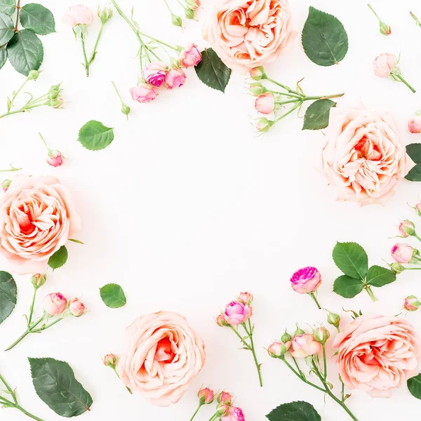 Rosas rosadas sobre blanco — Foto de Stock