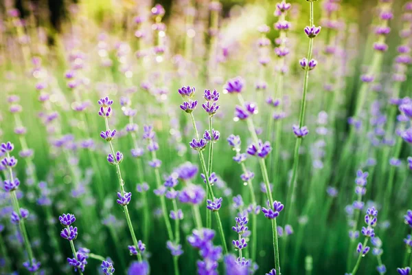 Schöne Gartenblumen — Stockfoto