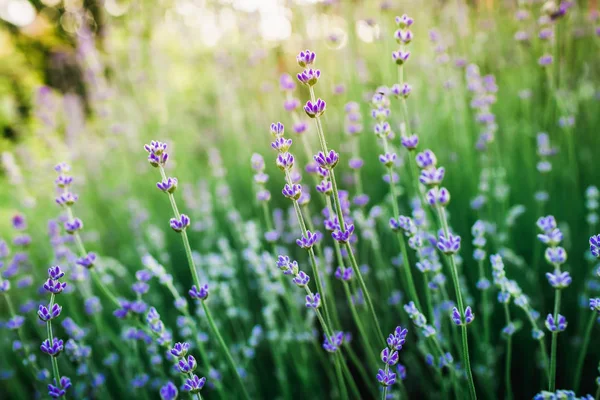 Schöne Gartenblumen — Stockfoto