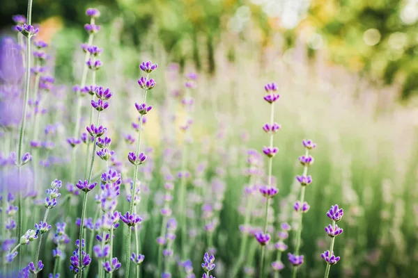 Schöne Gartenblumen — Stockfoto