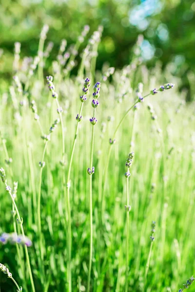 Schöne Gartenblumen — Stockfoto