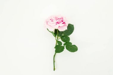 Pembe gül yaprakları ile 