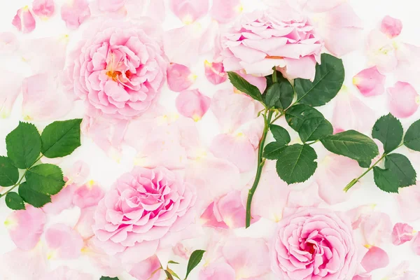 Rosas rosa macias — Fotografia de Stock