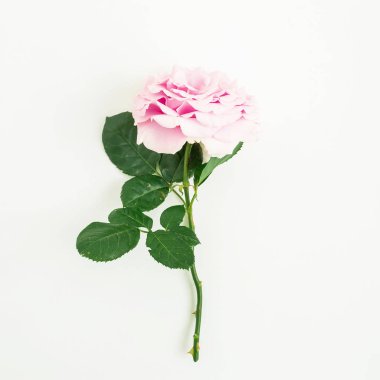 Pembe gül yaprakları ile 