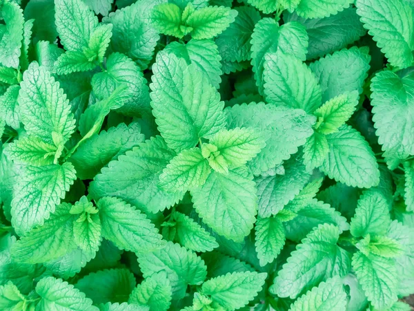 Patrón de hojas de menta . — Foto de Stock