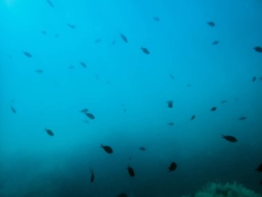 Denizin altındaki balıklar