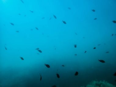 Denizin altındaki balıklar