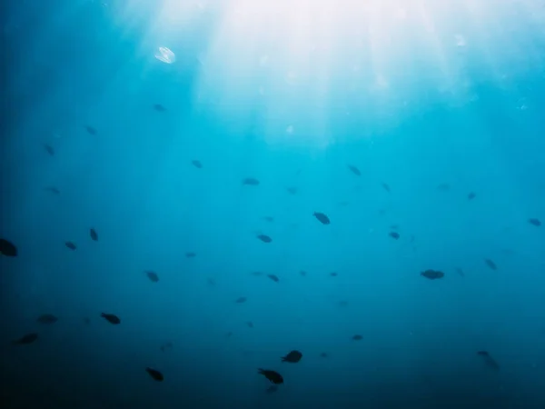 Peces bajo el agua en el mar — Foto de Stock