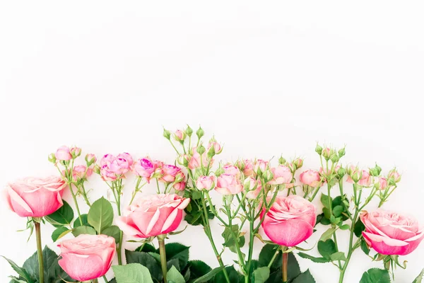 Rosas rosa macias — Fotografia de Stock