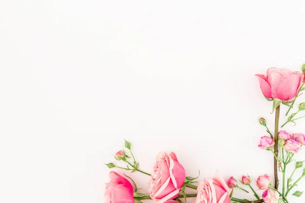 Nabídka růžové růže — Stock fotografie