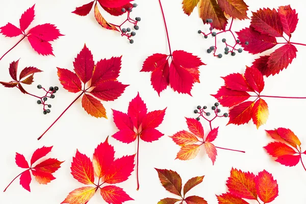 Patrón otoñal de hojas rojas — Foto de Stock