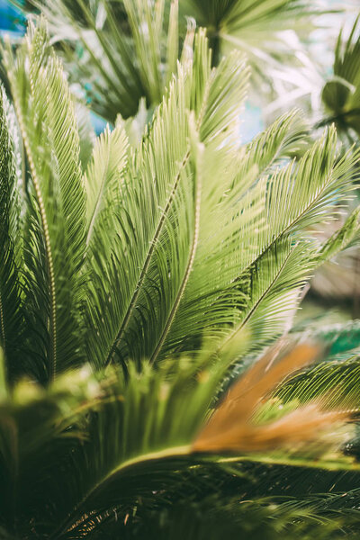 Beautiful Cycas palm leaves Royalty Free Stock Images