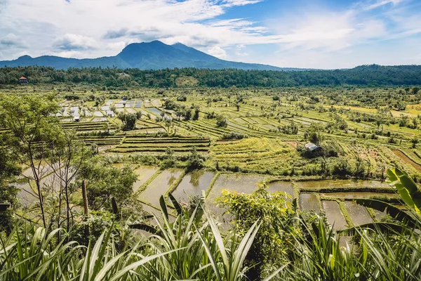 Montagnes et rizières en Bali . — Photo