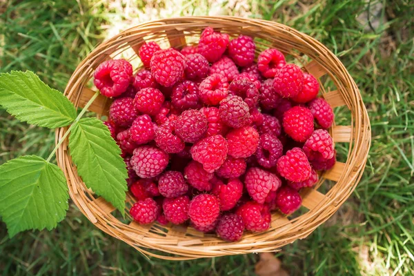 Raspberries  basket,  branch. — Stock Photo, Image