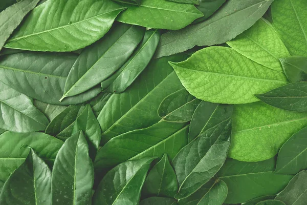 Kreatives Layout aus grünen Blättern. — Stockfoto