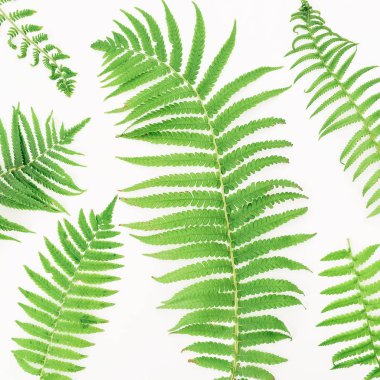 Yeşil fern yaprak çerçeve çiçek 