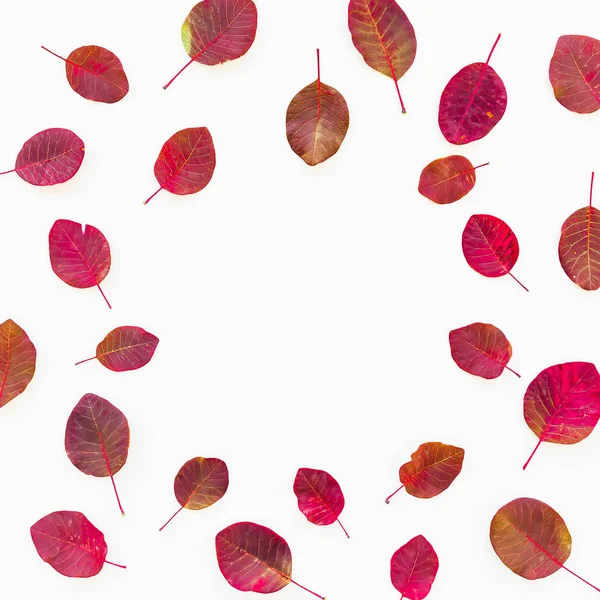 Цветочный узор из красных листьев — стоковое фото